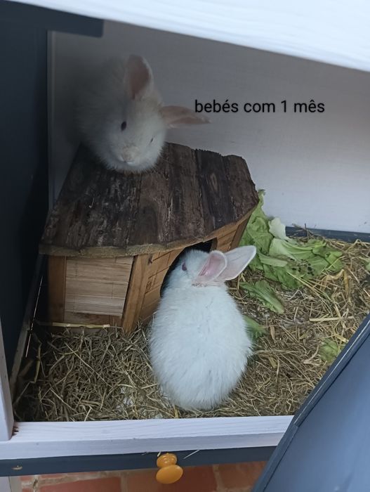 Vendo Coelhinhos 20€