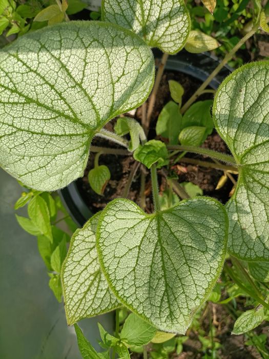 Brunera wielkolistna