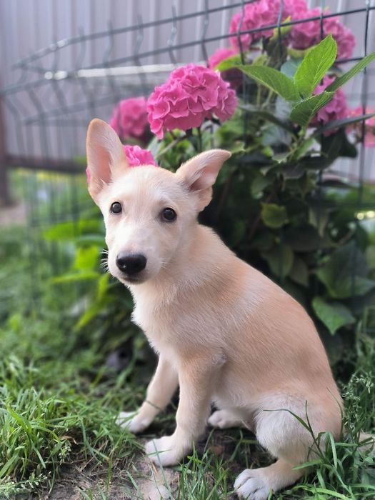 Ларс і Лорна шукають родини