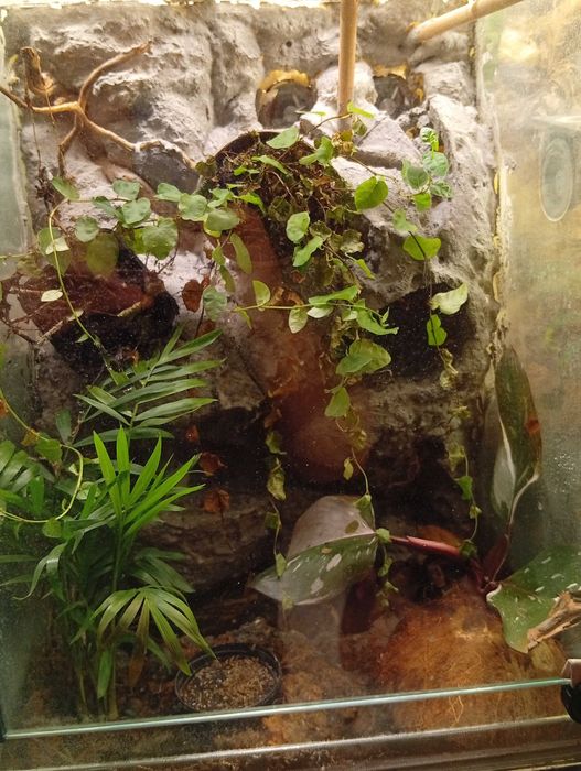 Tropidophorus microlepis Chiński scynk wodny + terrarium