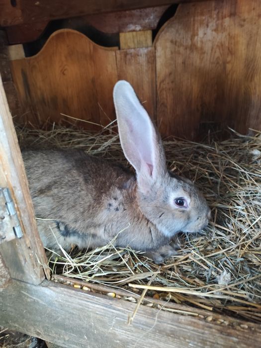 Króliki olbrzymy Belgijskie