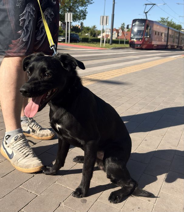 Pies piesek do adopcji za darmo