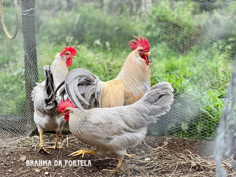 OVOS - LEGHORN ISABELLA / LEGHORN MIL FLORES