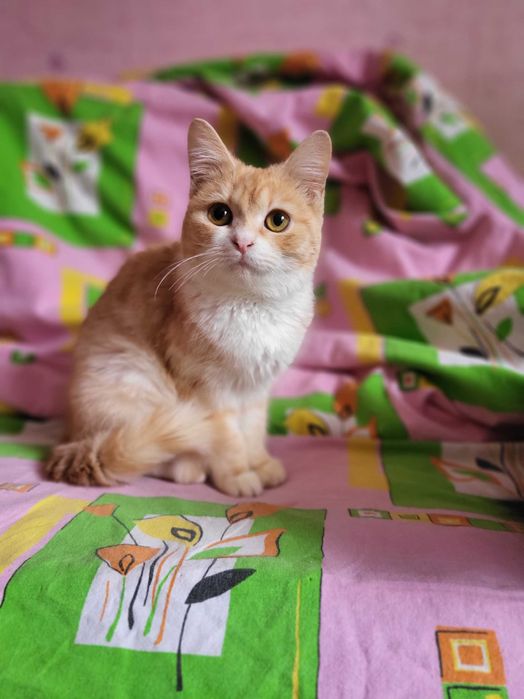 Метис рэгдолл и экзота