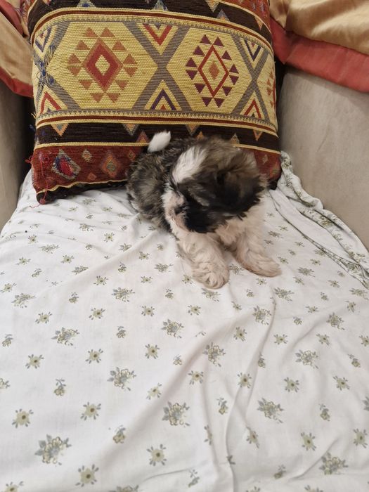 Shituz macho vacinado e desparesitado Shituz