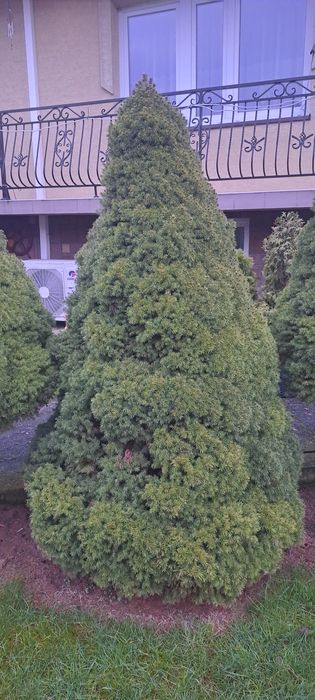 Świerk conica 150-180 cm