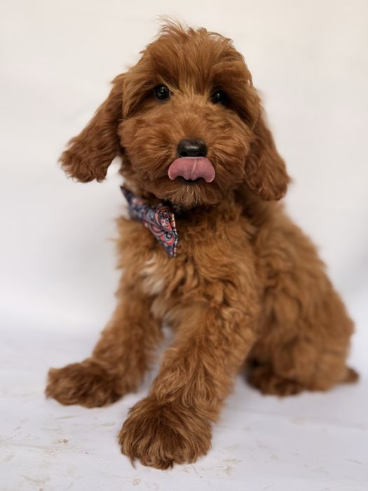 Cokapoo, cocapoo F1 Cookie pudel+cocker spaniel