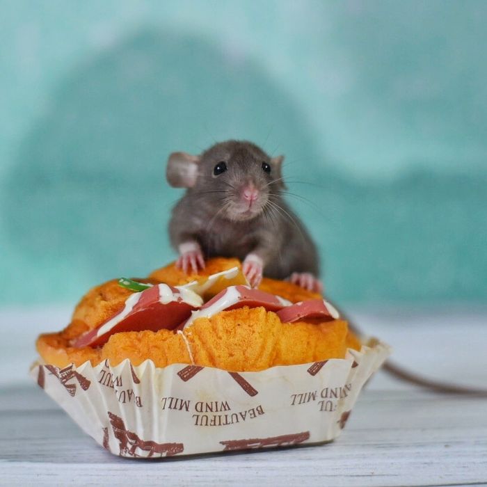 Крысята дамбо и стандарт из питомника