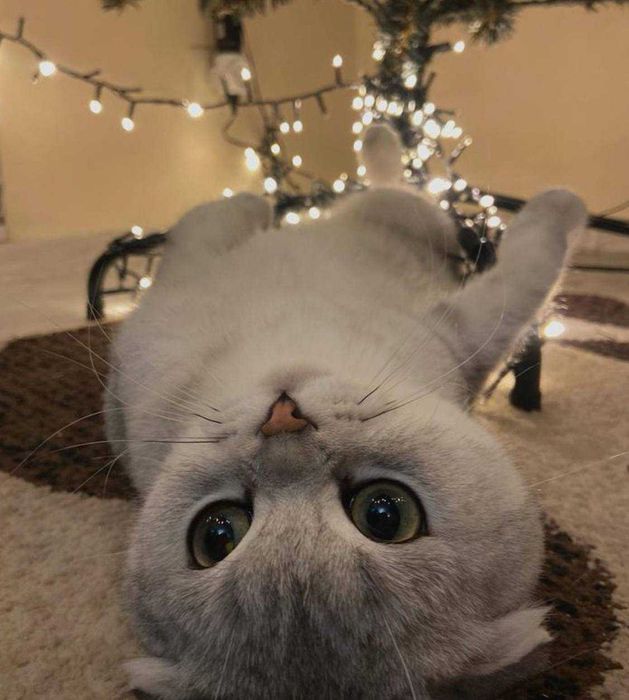 Висловухий шотландський кіт на в’язку. Окрас срібна шинишила.