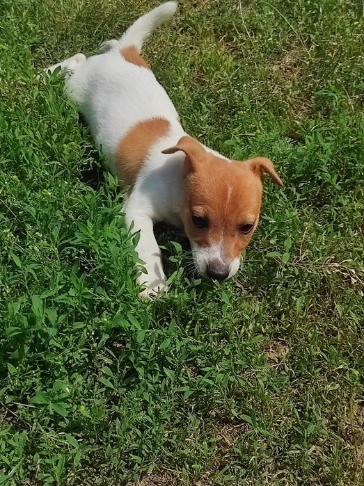 Щенки Джек Рассел мальчики