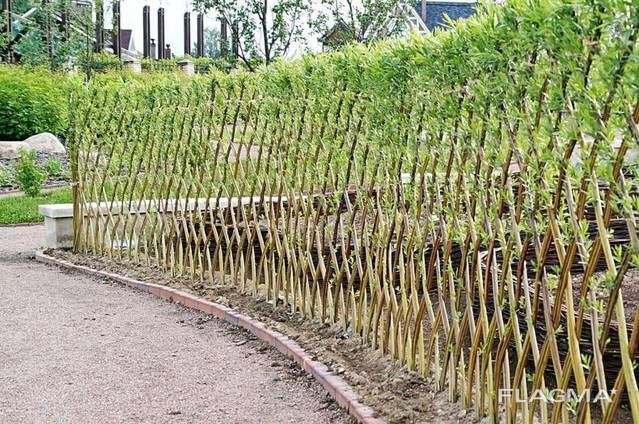 Іва,івовий прут,лоза для декоративно плетіння,вербовий прут