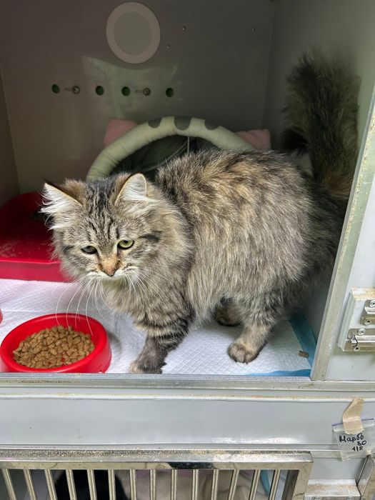 Кішечка кошеня шукає родину