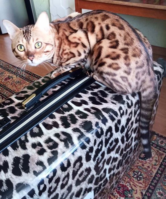 В‘язка кота, порода Бенгалл