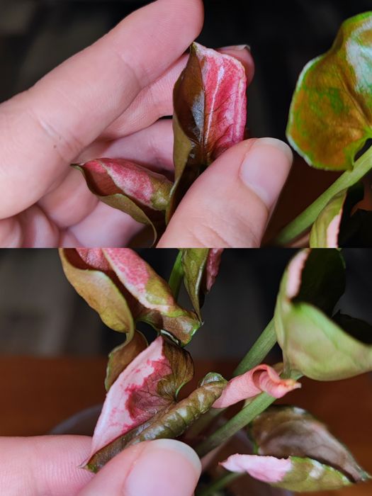 Кімнатна рослина Сингоніум Strawberry Ice Galaxy Тайланд variegated