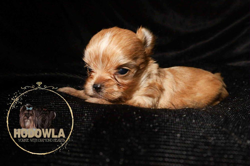 Yorkshire terrier golddust samiec