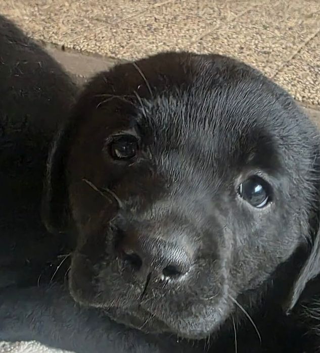 Szczenięta Labrador