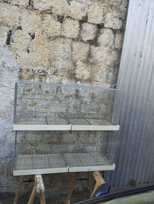 Vendo voadoras de criação canários