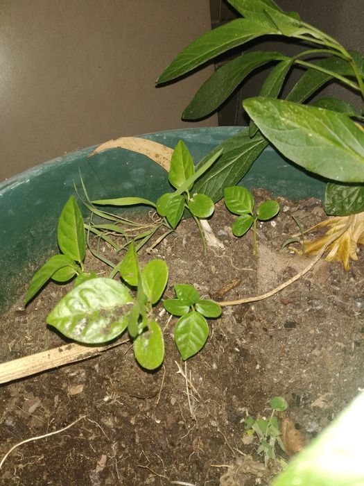 Planta Maracujá vaso