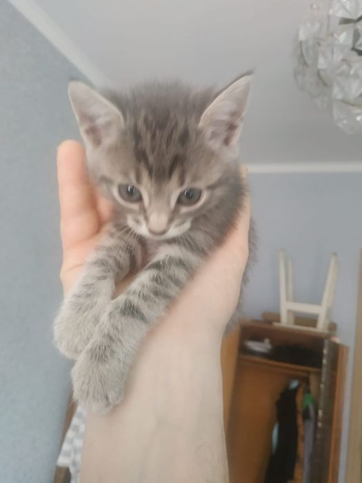 Отдам котят, 8 апреля рожденные
