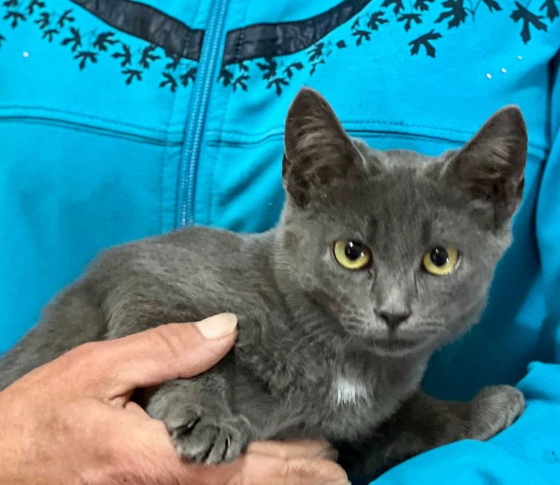 Марсель в добрі руки