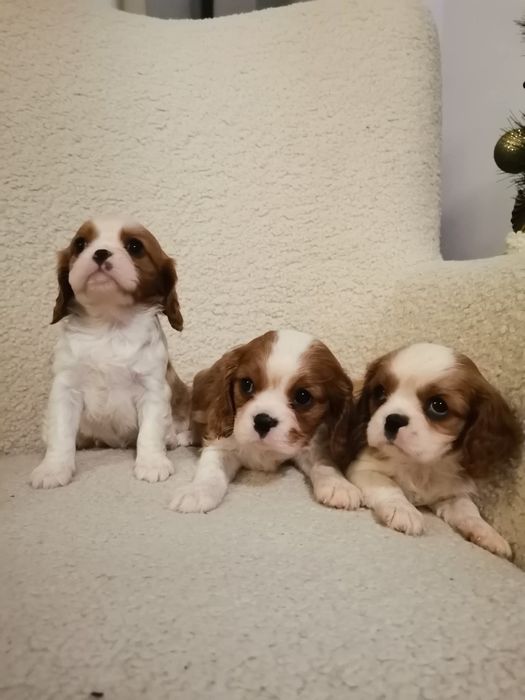 Sunia Cavalier Blenheim Gotowa do odbioru!