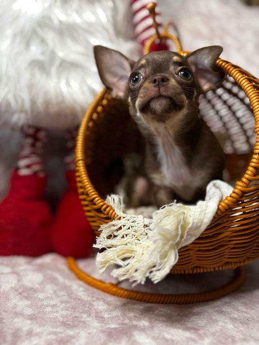 Chihuahua suczka choco tricolor *** Mocha*** Gotowa do odbioru