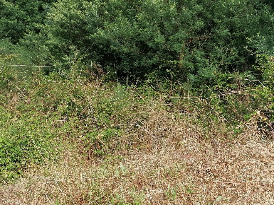 limpeza terrenos, vinhas .etc