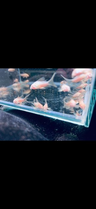 Kiryski albino weloniaste