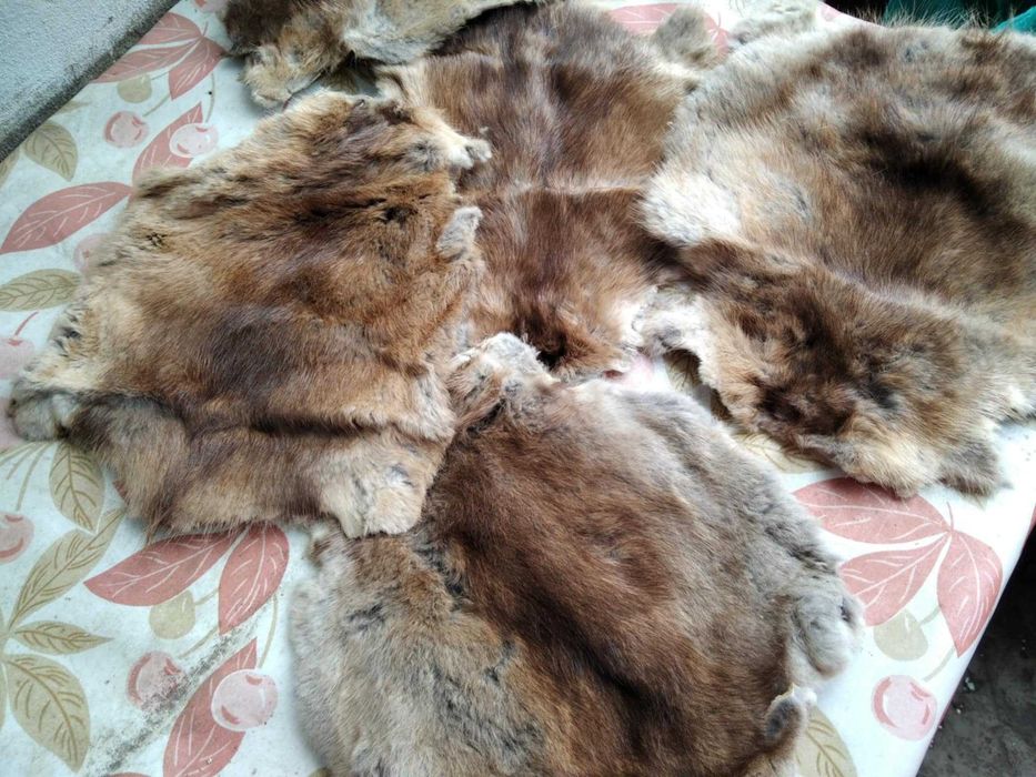 шкурки ондатри вичинені