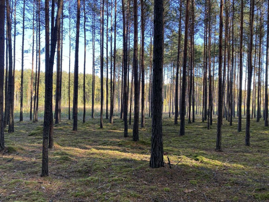 sprzedam działkę Granice - Lubuskie - jezioro - las