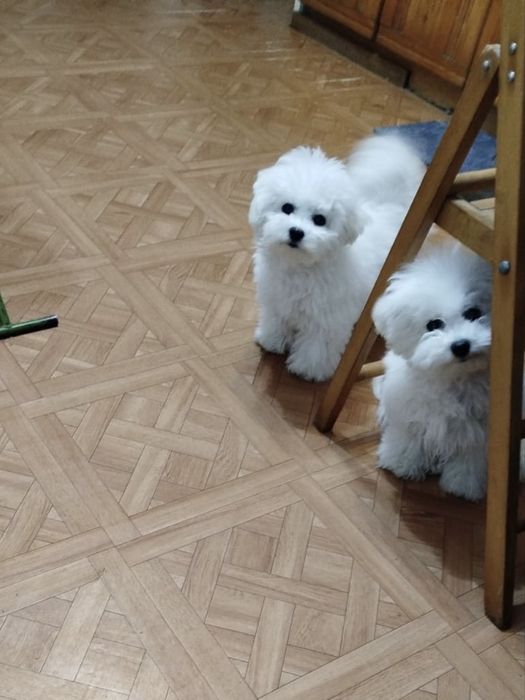 Бішон фрізе КСУ-FCI