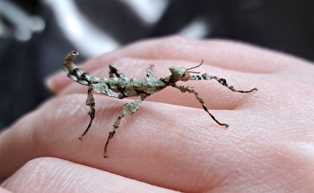 Straszyk australijski / Extatosoma tiaratum