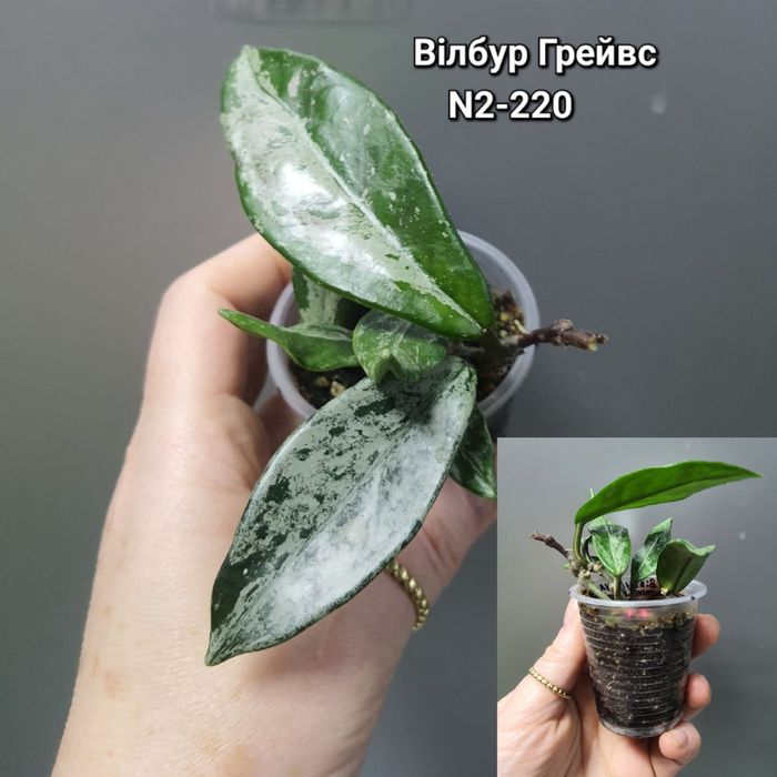 Хойя Вілбур Грейвс/АН-074