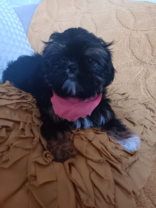 Shih Tzu Sunia Piękności
