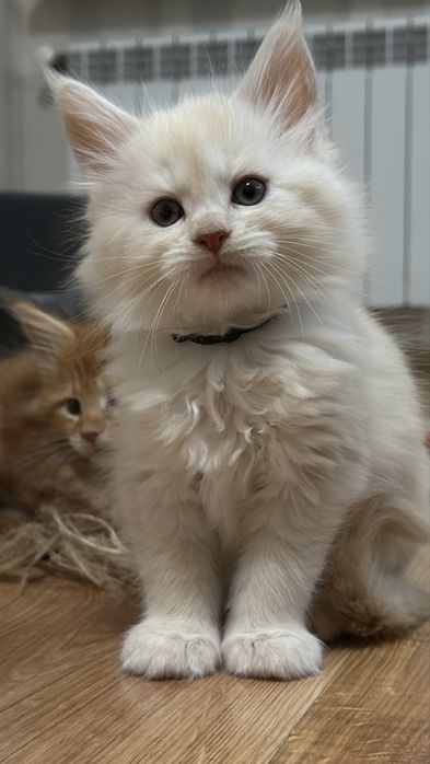 Мейн-Кун кошенята