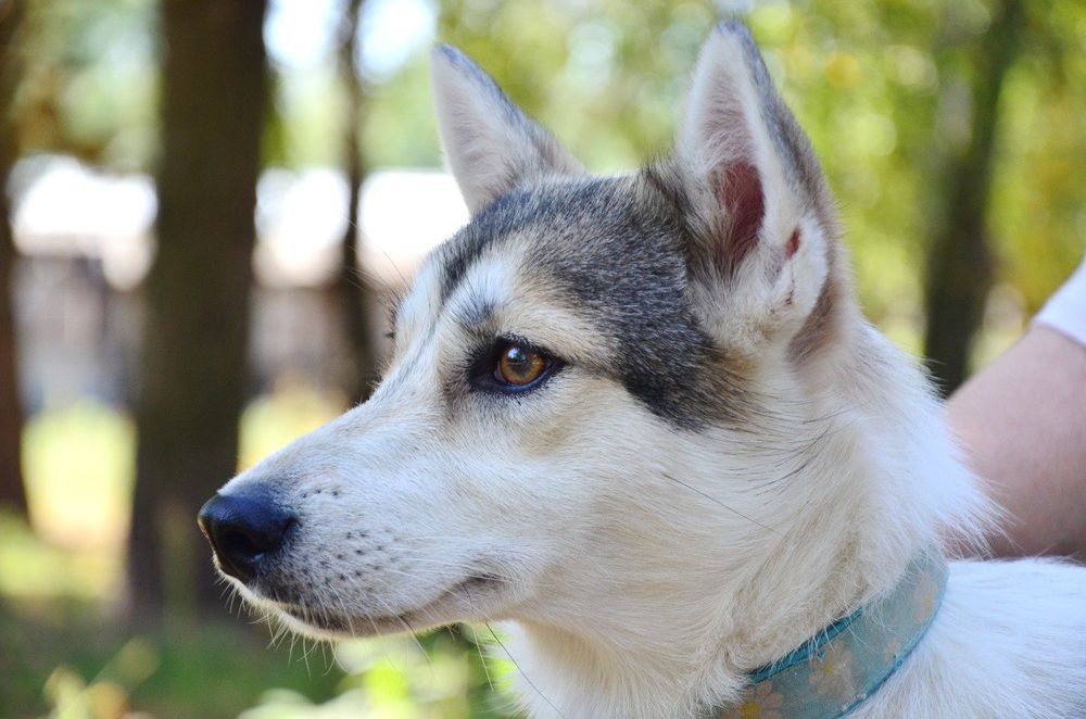 Метис лайки,девочка в поиске дома