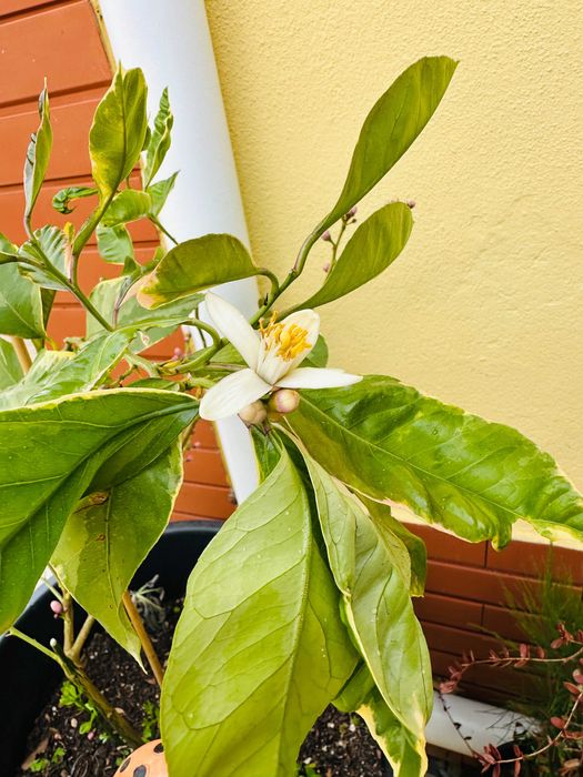 Limoeiro Imperial Variegata o melhor do mundo - Enxertado