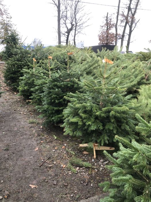 Живі Новорічні Ялинки. Ялиця Нордмана