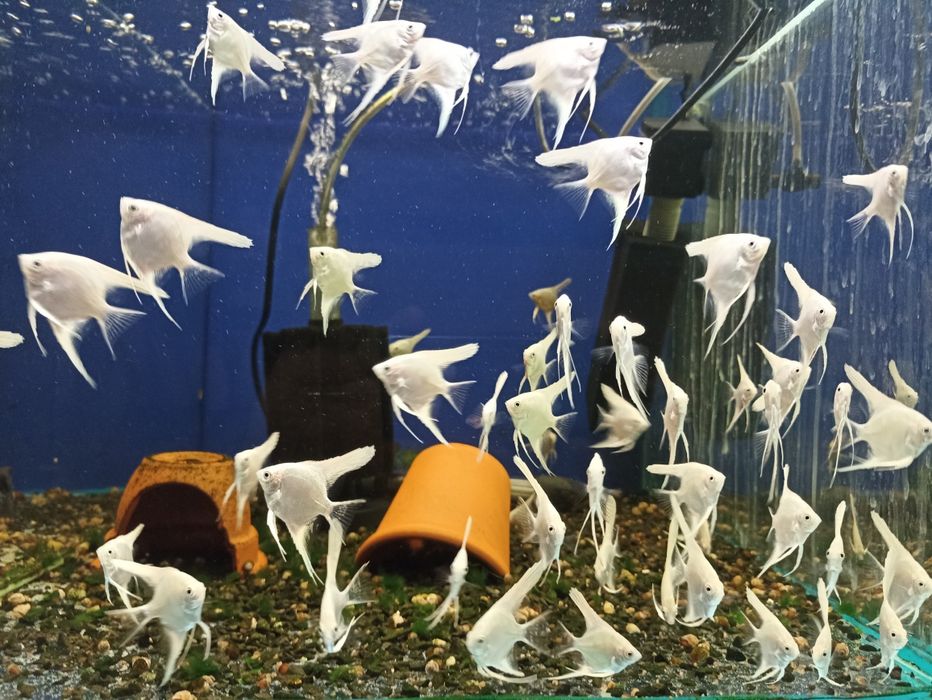 Скалярия платиновая, аквариумная рыбка