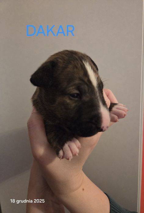 Bulterier standard samiec