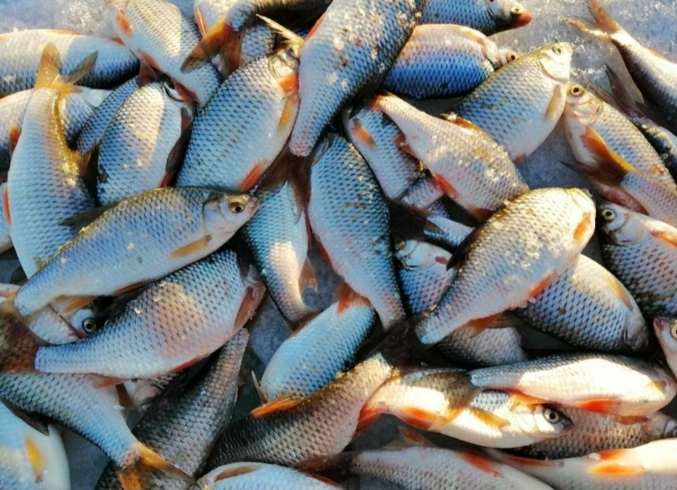 Закумапаем ДОРОГО Свежую с/м