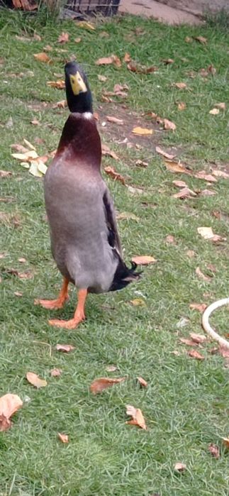 Kaczor biegus sprzedam