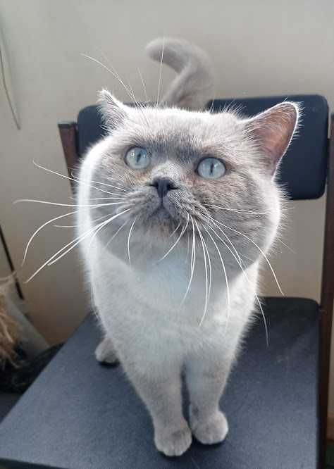 кот скоттиш страйт блю поинт