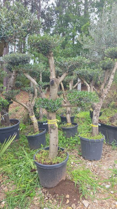 Oliveiras bonsai vários portes