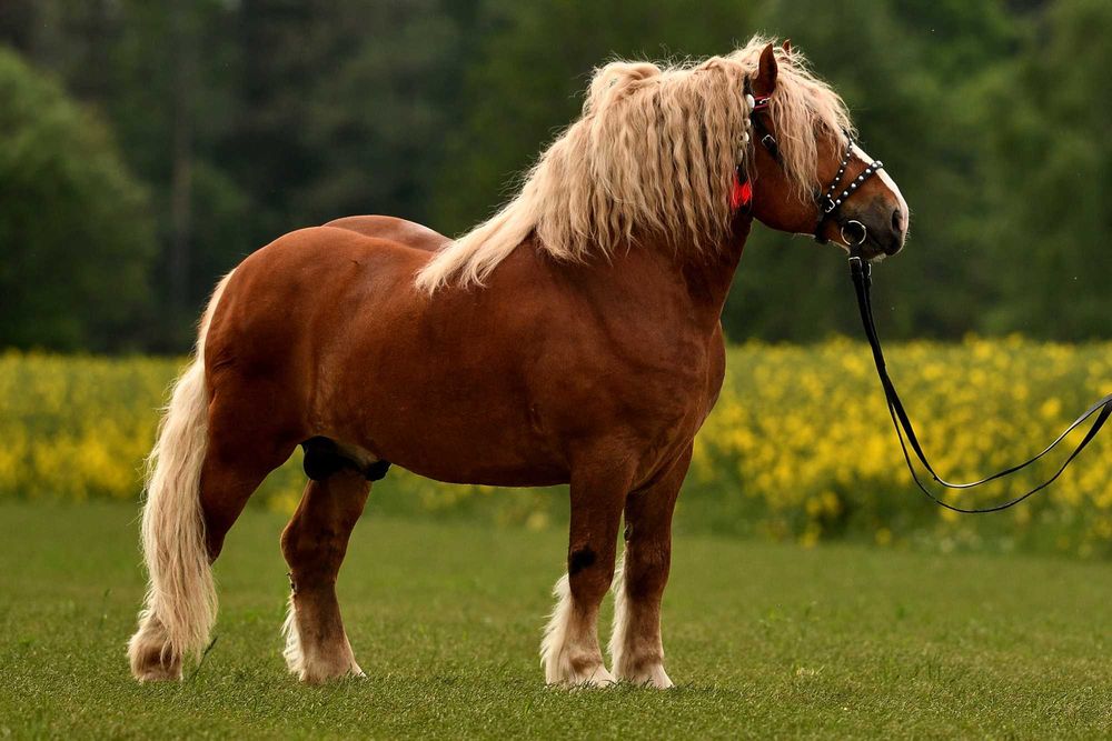 Ogier sokólski Stanówka/Zamienię/Sprzedam