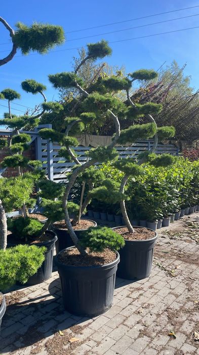 Sosna Czarna.Bonsai.Modrzew.Cyprys.Katalpa