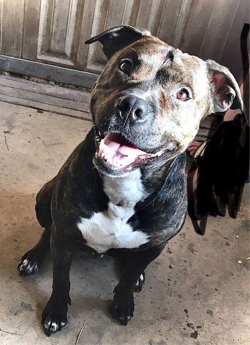 Пітбуль питбуль ищет семью