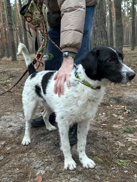 Шукаю відповідальну сімʼю для собаки