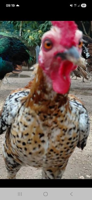 Galos brigador ingles