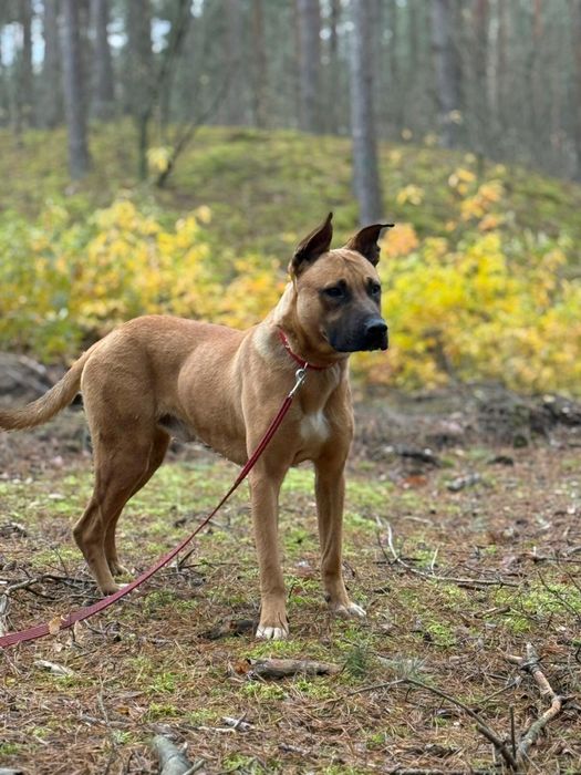 Pies do adopcji w typie amstaff